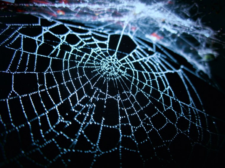 Всемирная паутина