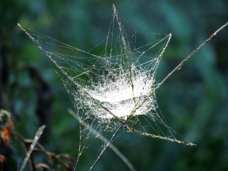 Linyphia паутина