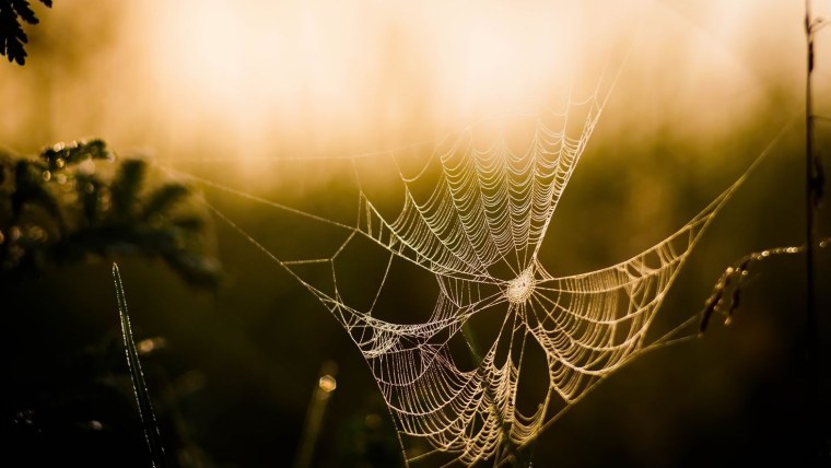 Самая красивая паутина