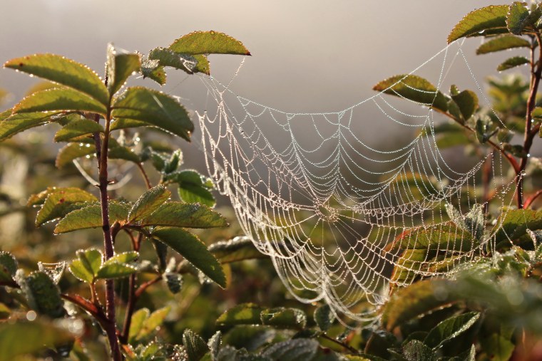 Паутина на растениях