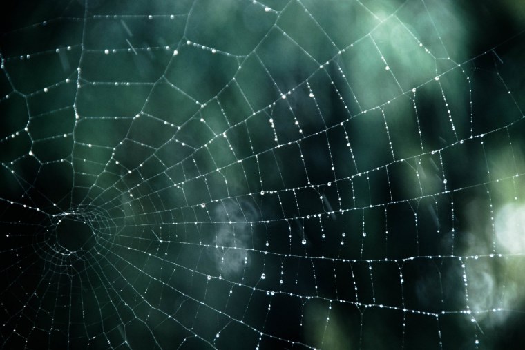 Паутина абстракция