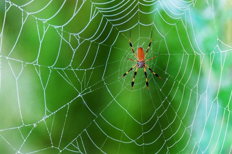 Паутинный паук