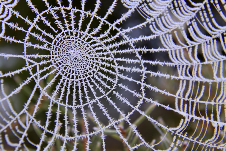 Паутина паука золотое сечение