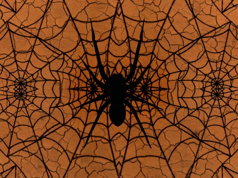 Фактура паука