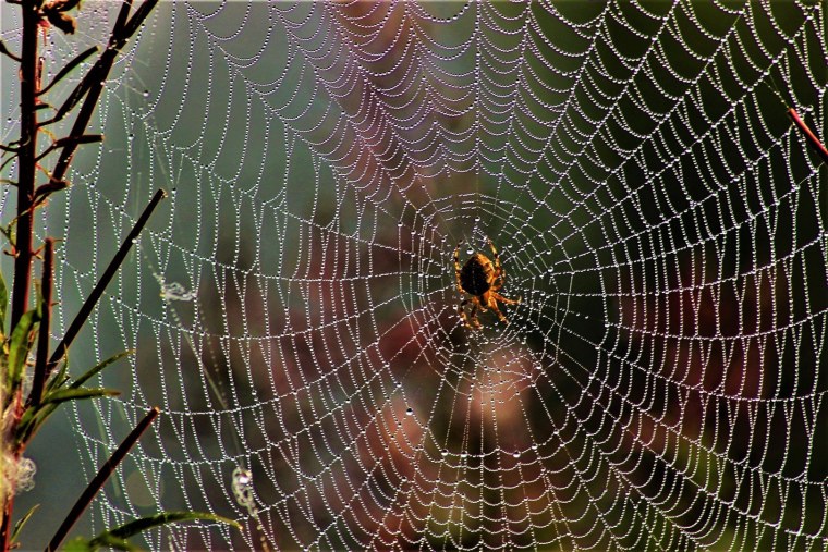 Паутинная сеть паука