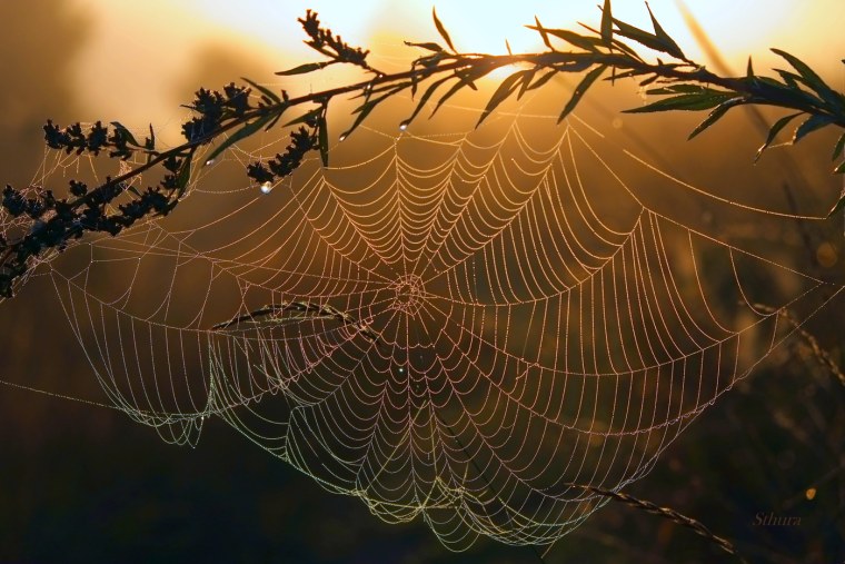 Паутина симметрия