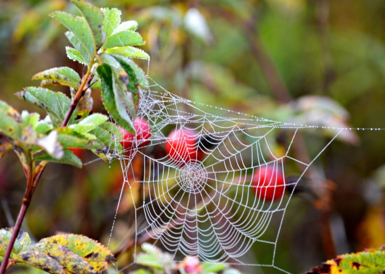 Паутина в лесу