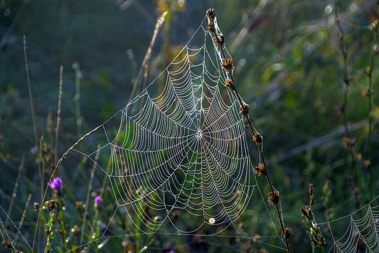 Ловчая сеть паука
