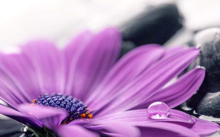 Фиолетовые цветы