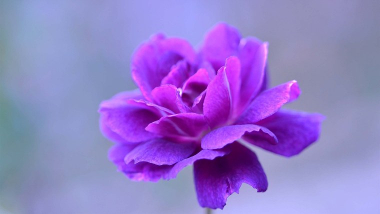 Пурпл лепестки