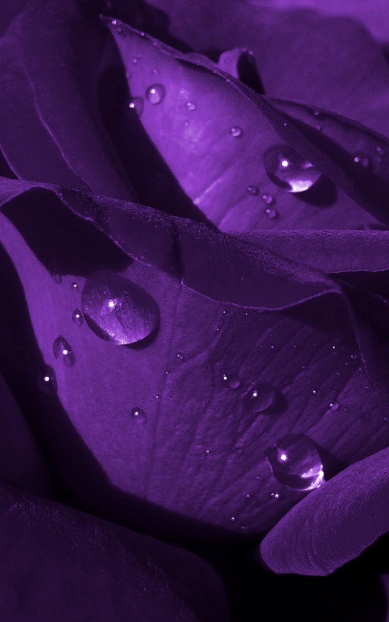 Фиолетовые цветы