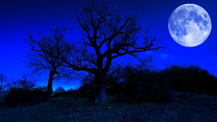 Луна в лесу