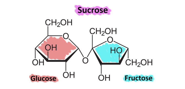 Fructose + glucose = sucrose