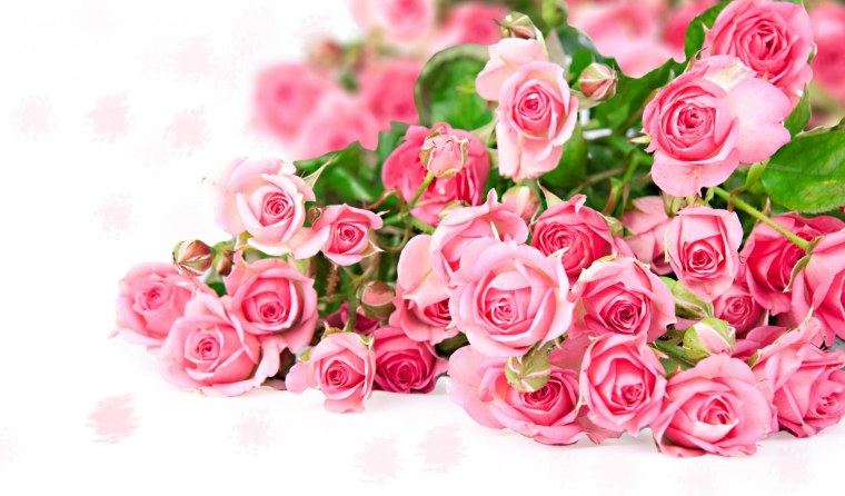 Розовые розы
