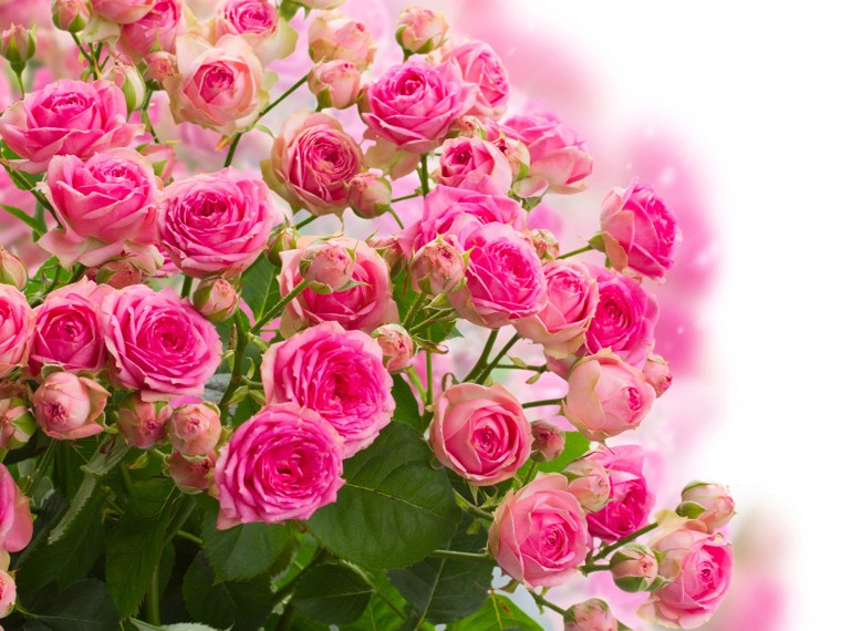 Розы фон