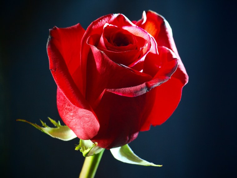 Очаровательная красная роза