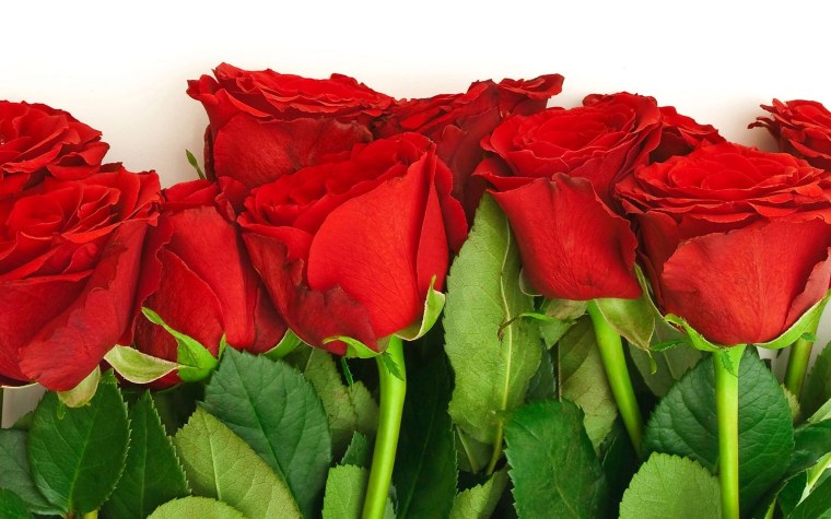 Красные розы
