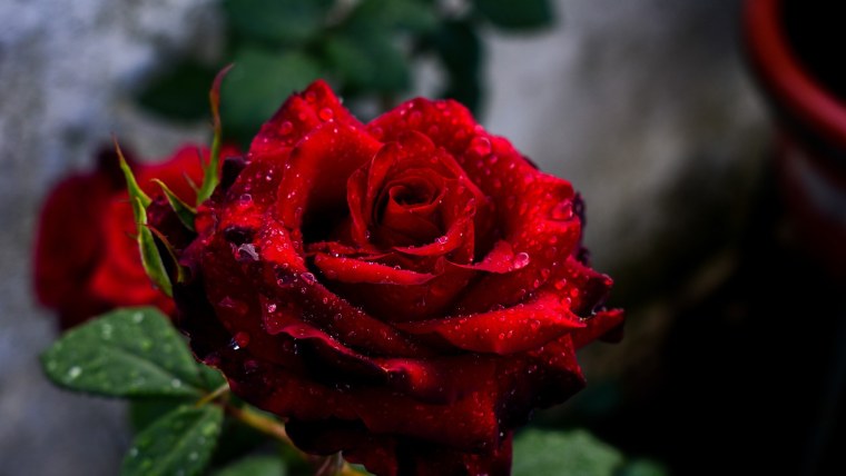 Красные розы