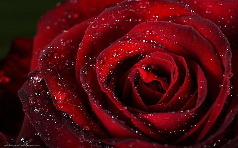 Бордовая роза на синем фоне