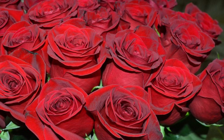 Роза бархатная