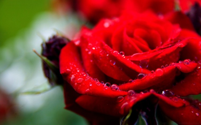 Красные розы HD