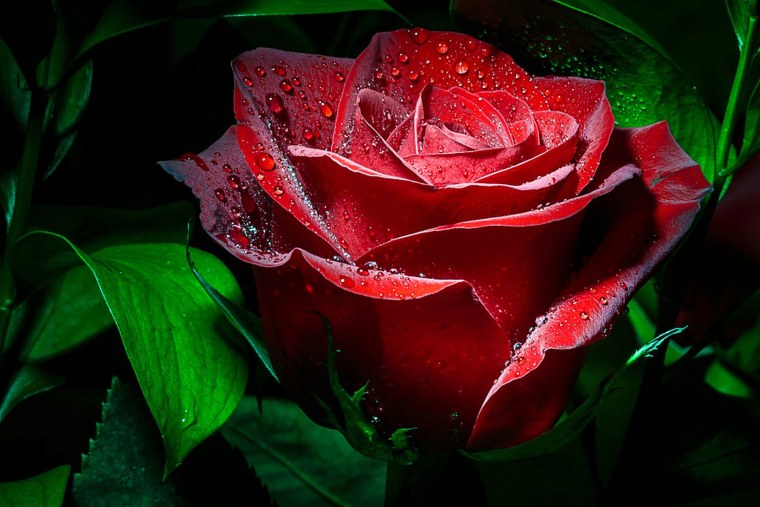 Красивые красные розы