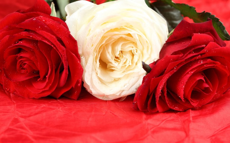 Розы Алые крупные