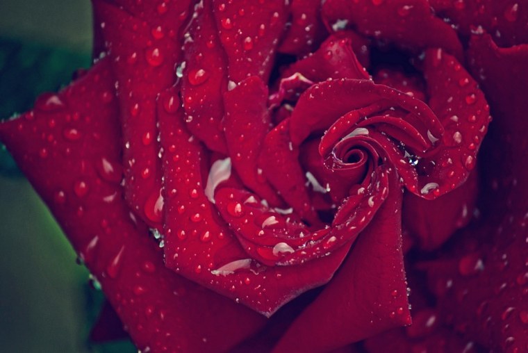 Красная роза с росой