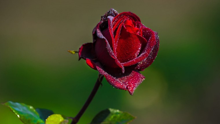 Роза бордовая бутон