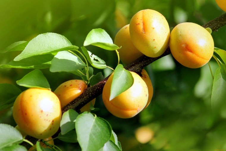 Натюрморт с цветами и фруктами