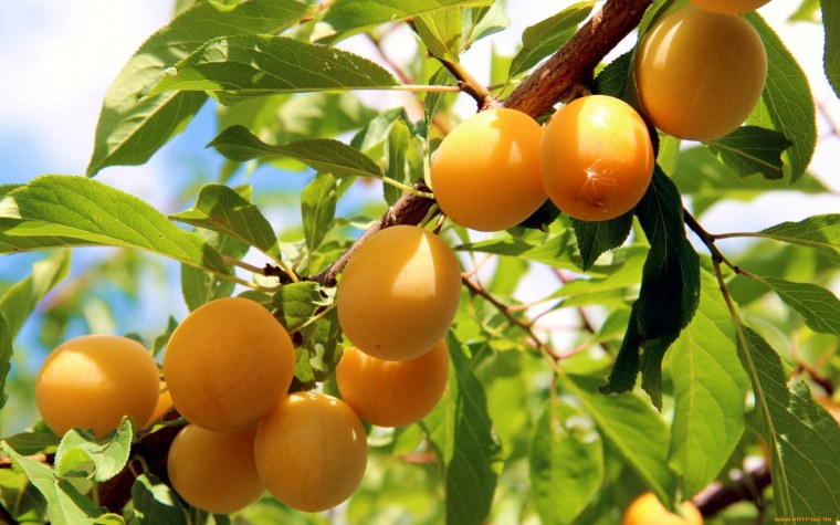 Листья абрикоса