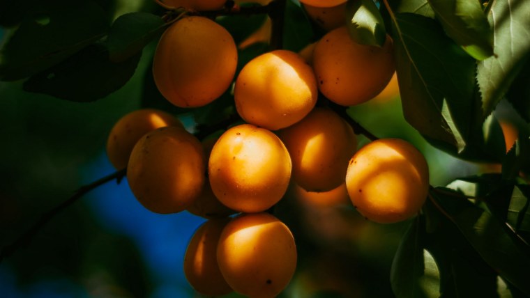 Фрукты персик нектарин