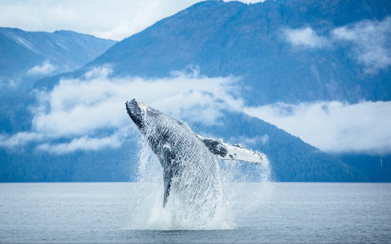 Кит выпрыгивает из воды