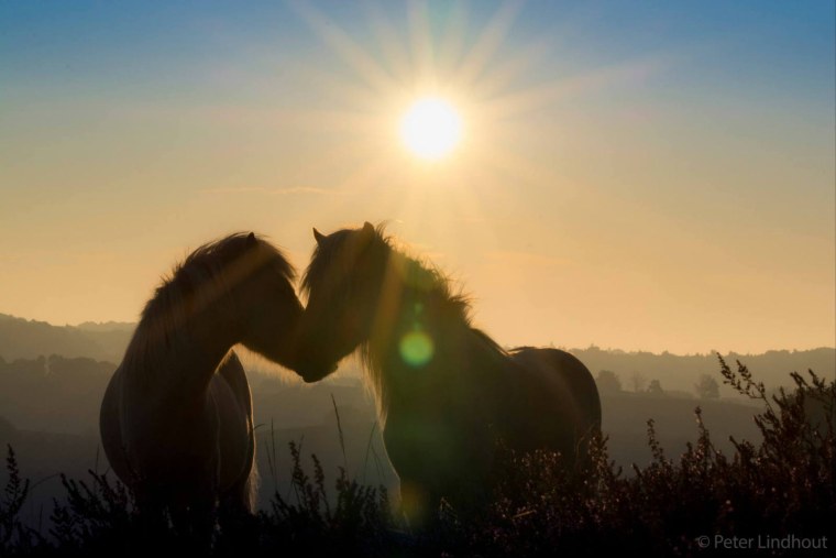 Любопытная лошадь