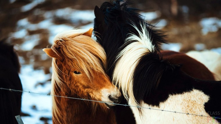 Лошади обнимаются