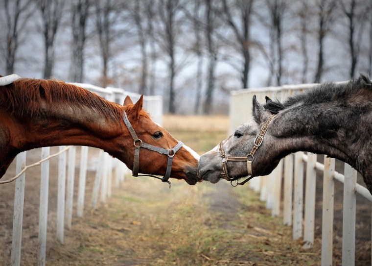 Парень на лошади