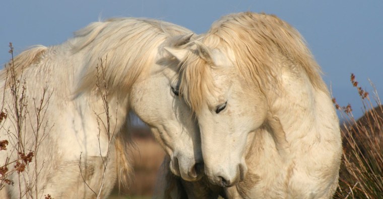 Две влюбленные лошади