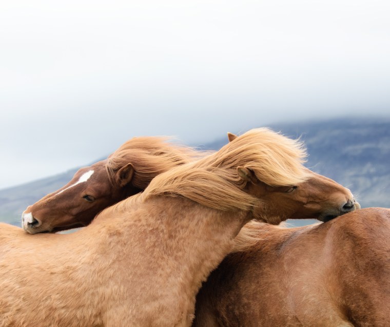 Две лошади любовь