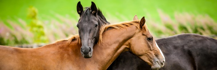 Конь и жеребенок