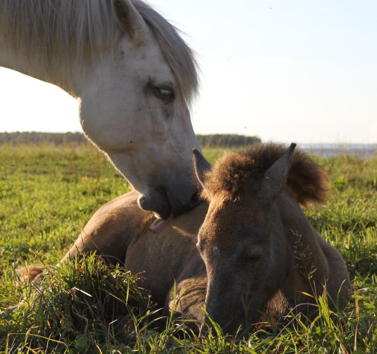 Лошадки обнимаются