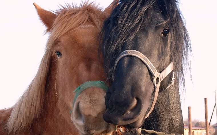 Влюбленные лошади
