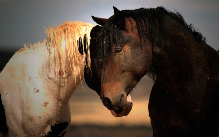 Белая и черная лошадь любовь
