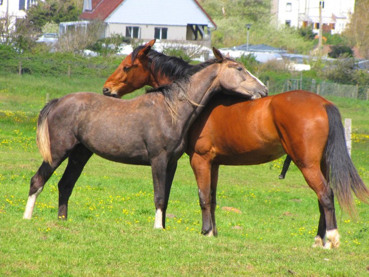 Любовь лошадей