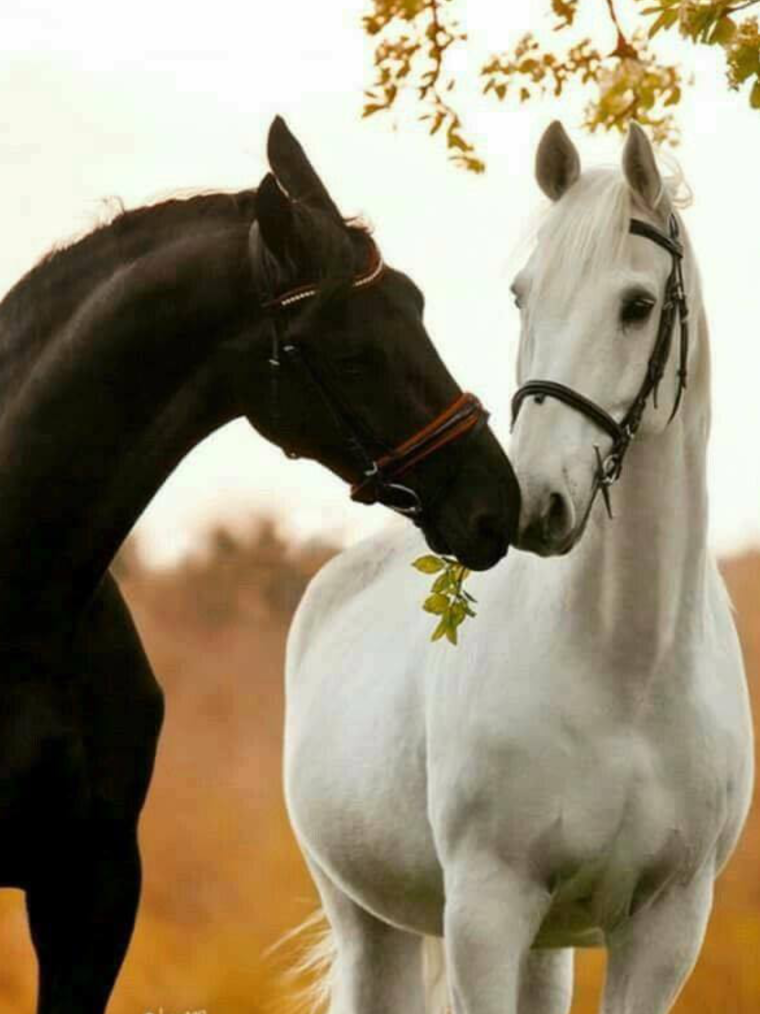 Пара белых лошадей