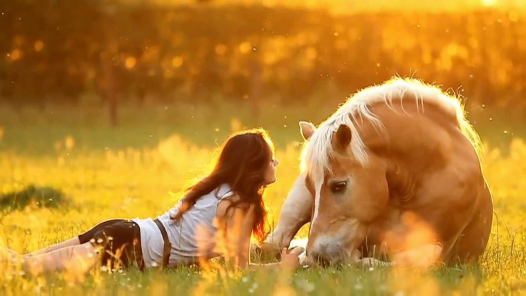 Дикий гнедой Мустанг