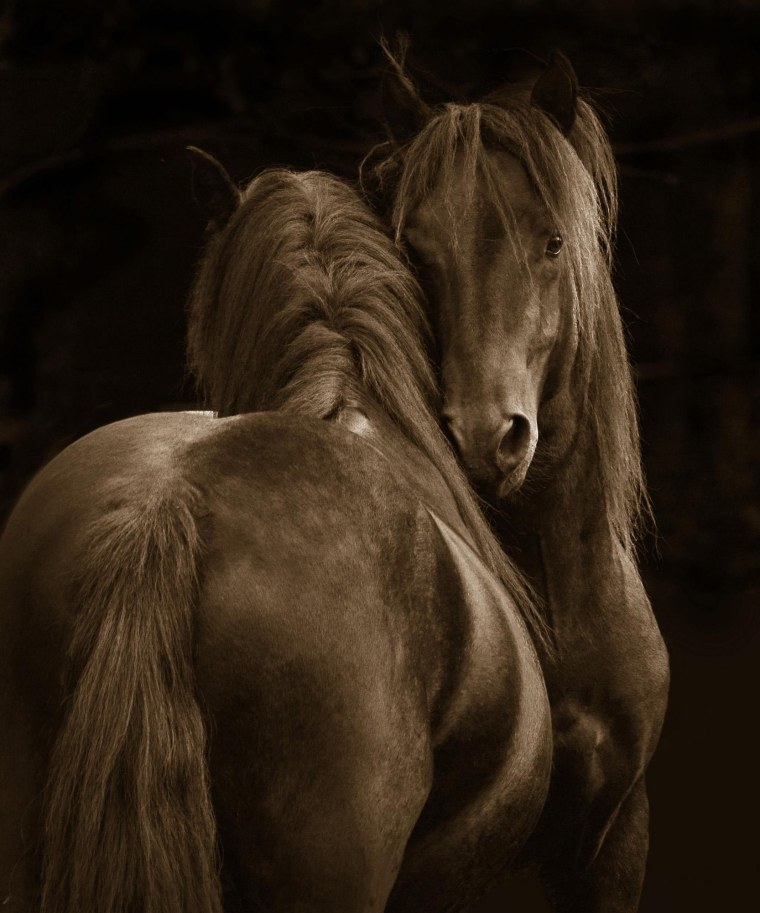 Любовь лошадей