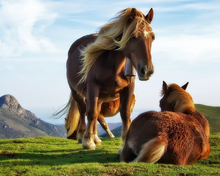 Женщина обнимает лошадь