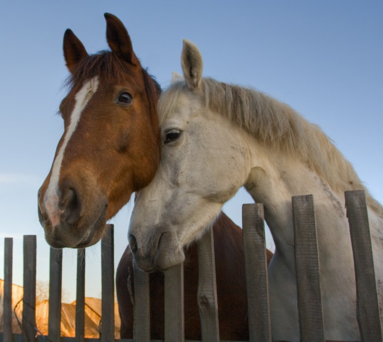 Девочка на лошади природа