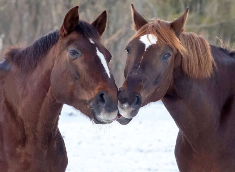 Лошади пара любовь