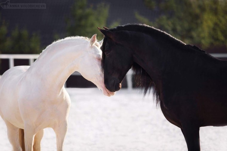 Девочка на лошади